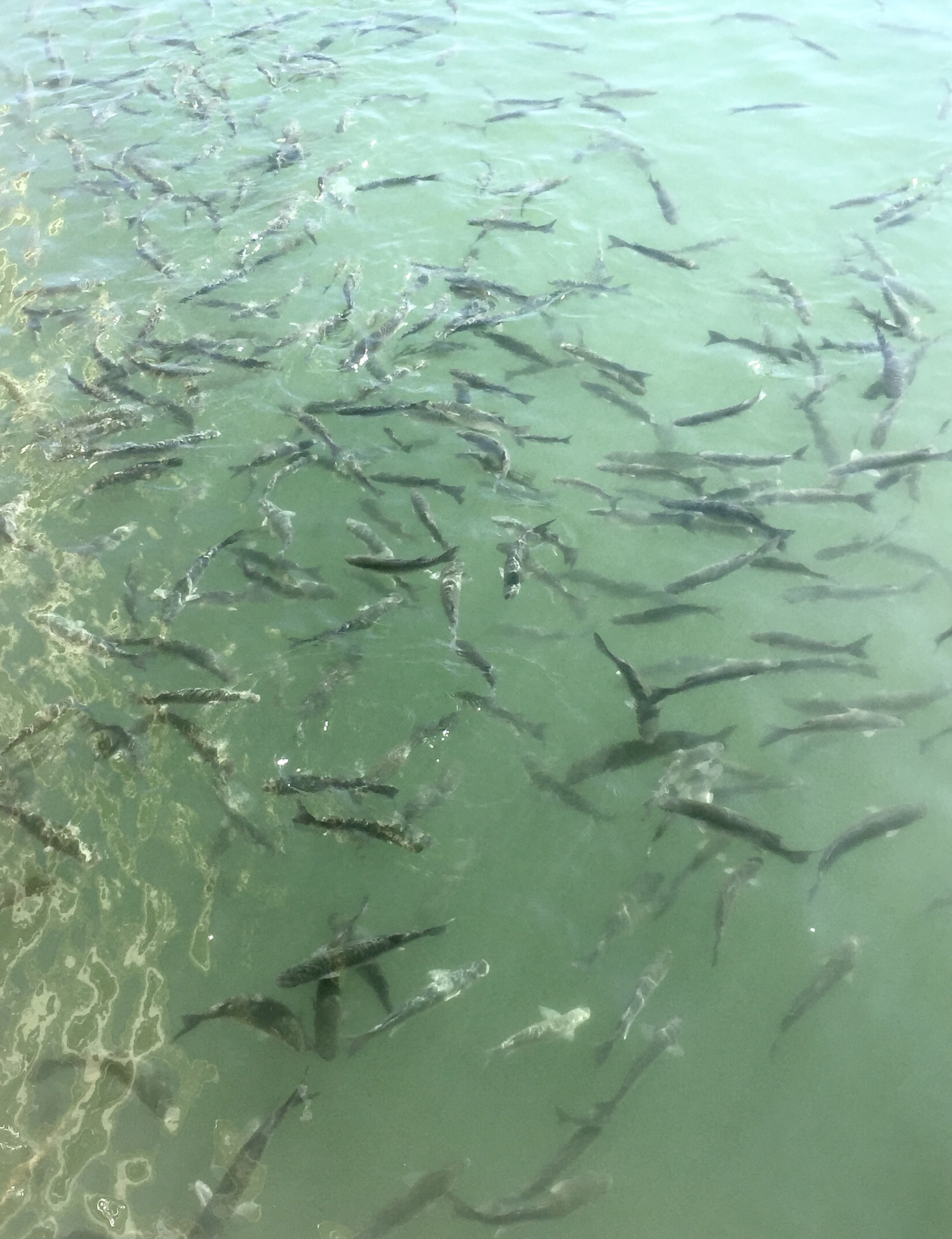 La pêche sera bonne...