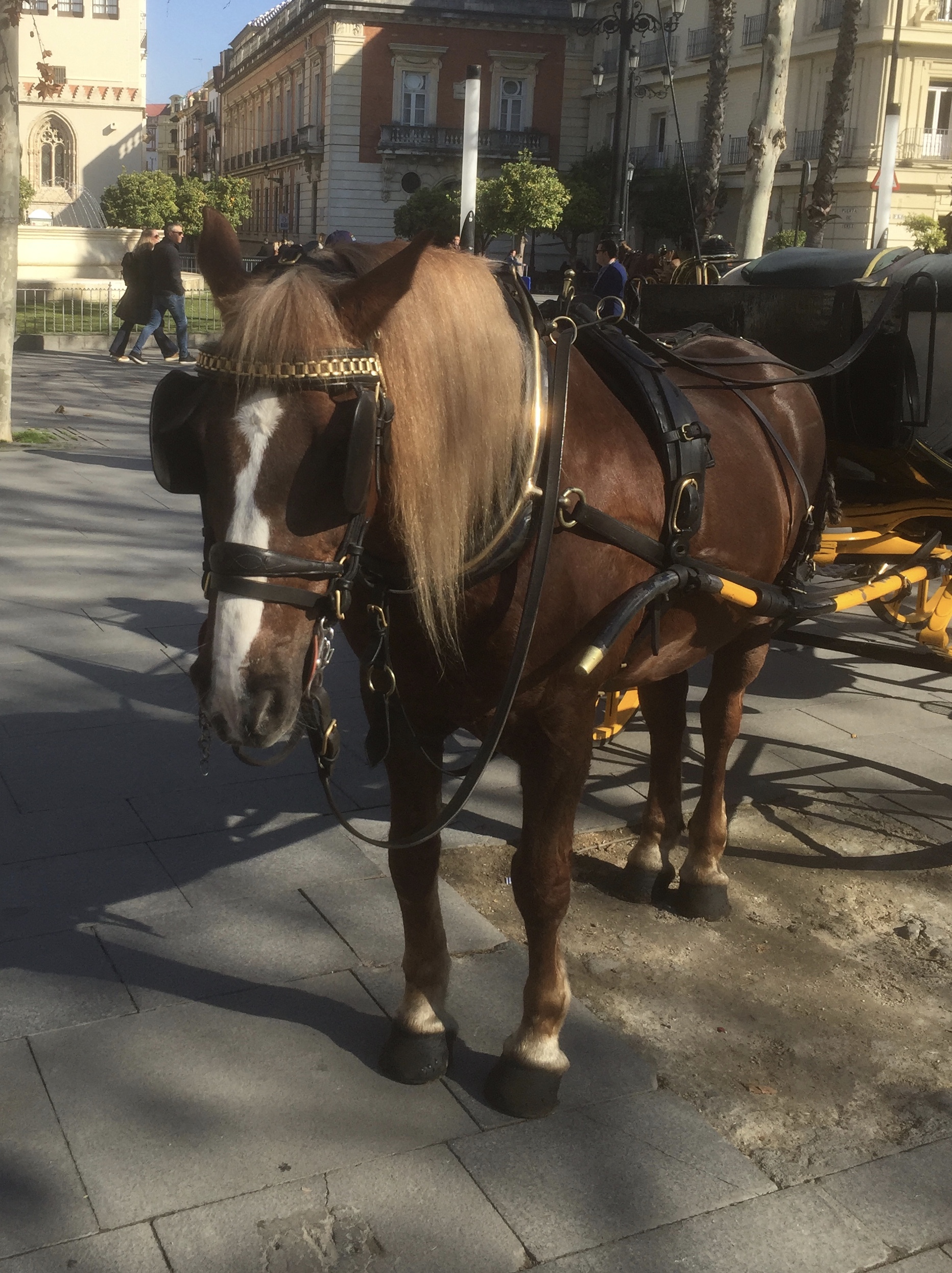 Une petite balade en calèche vous tente !