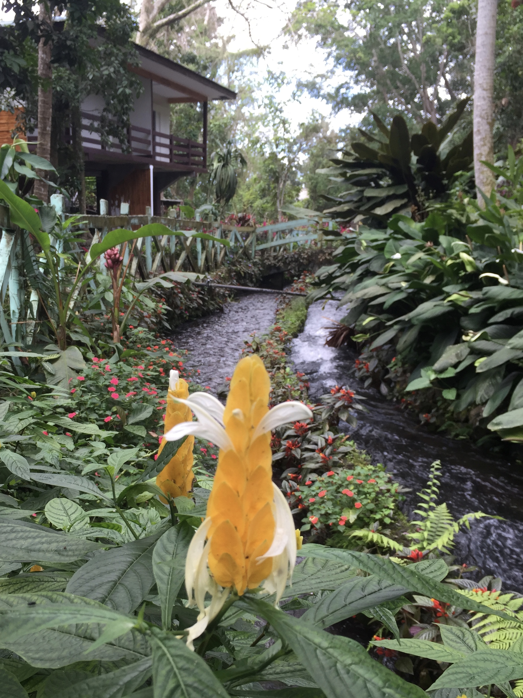 Bato Springs, la rivière et la flore