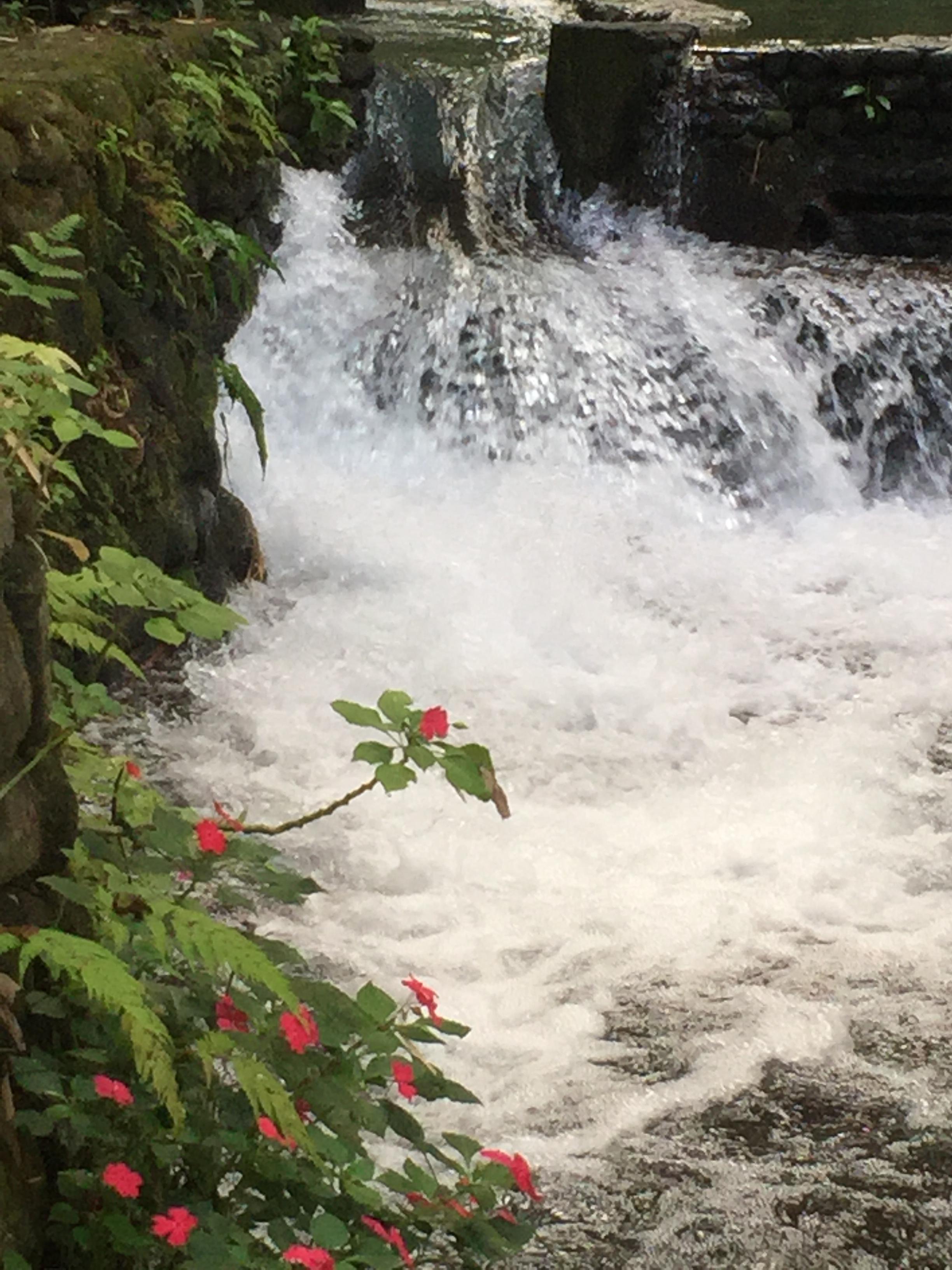 Bato Springs - Laguna