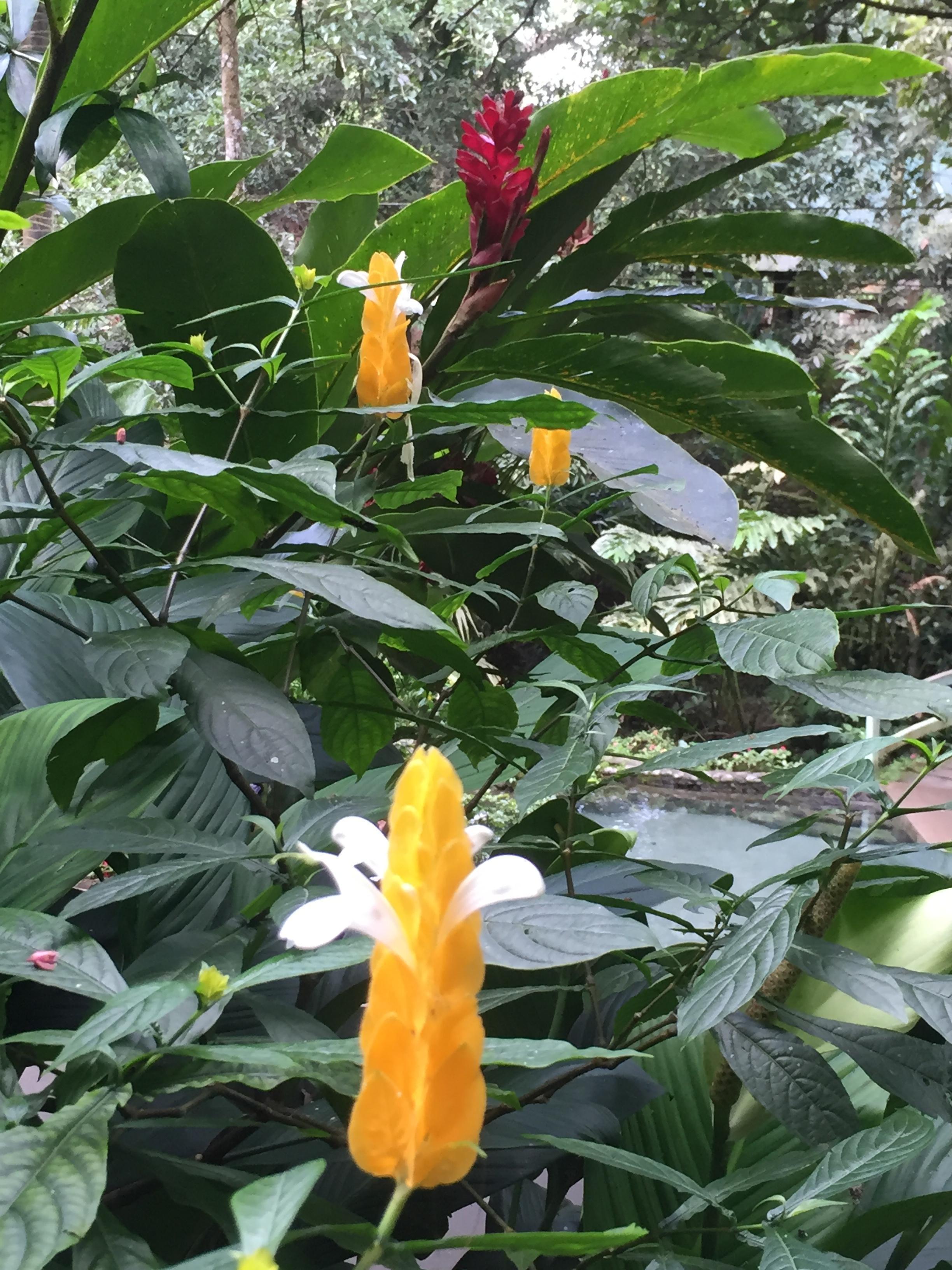 Bato Springs - Laguna, la flore locale