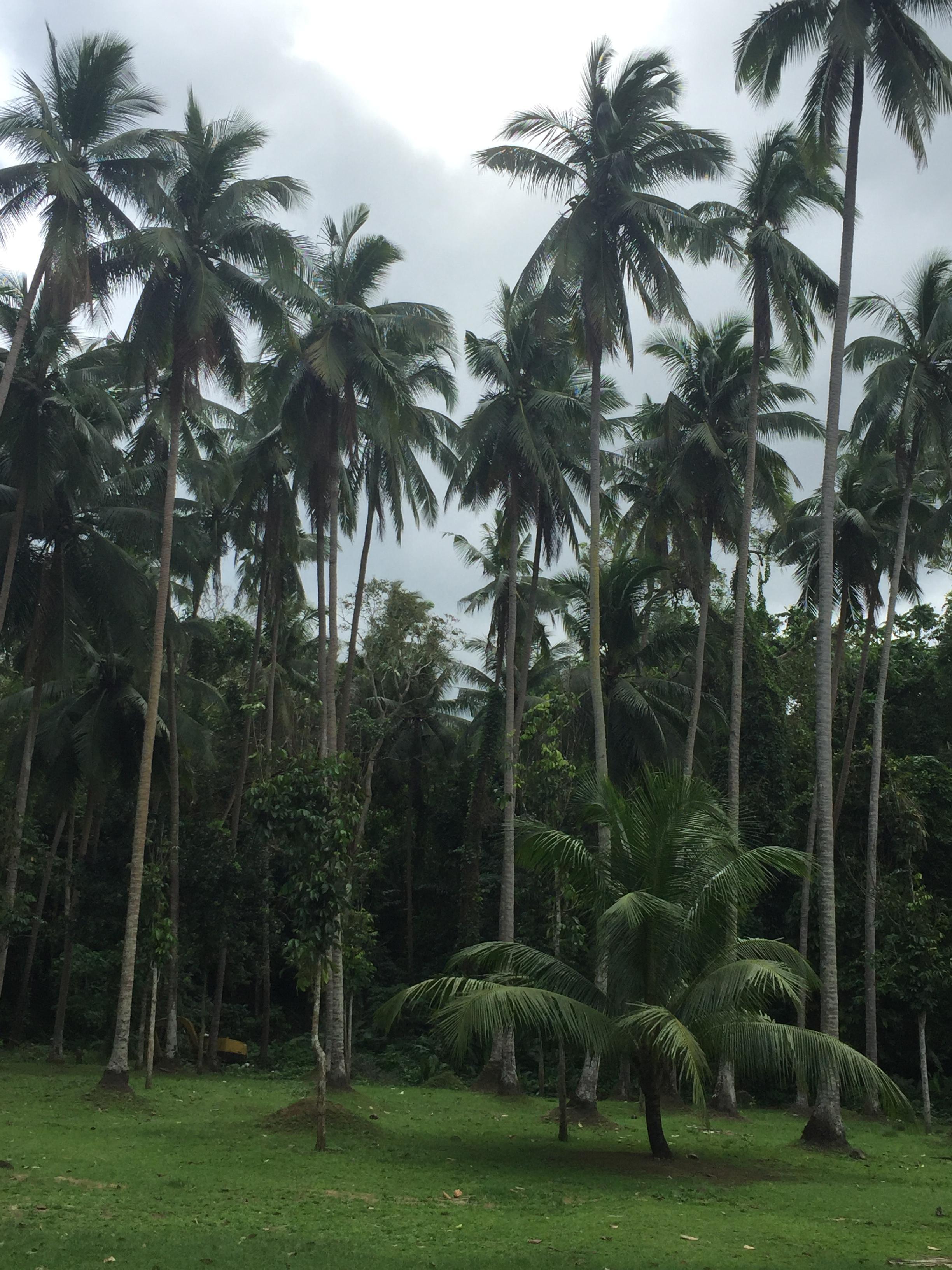 Bato Springs - Laguna