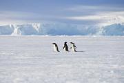 Antarctique