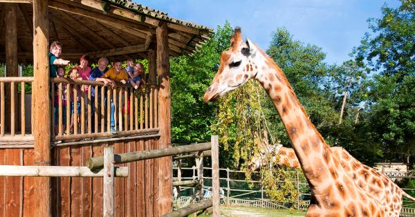 Bellewaerde dieren