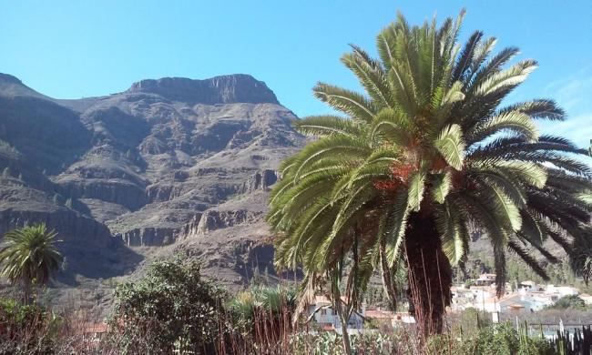 Canaria 3