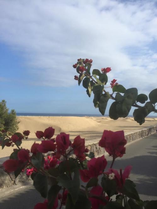 Canaries