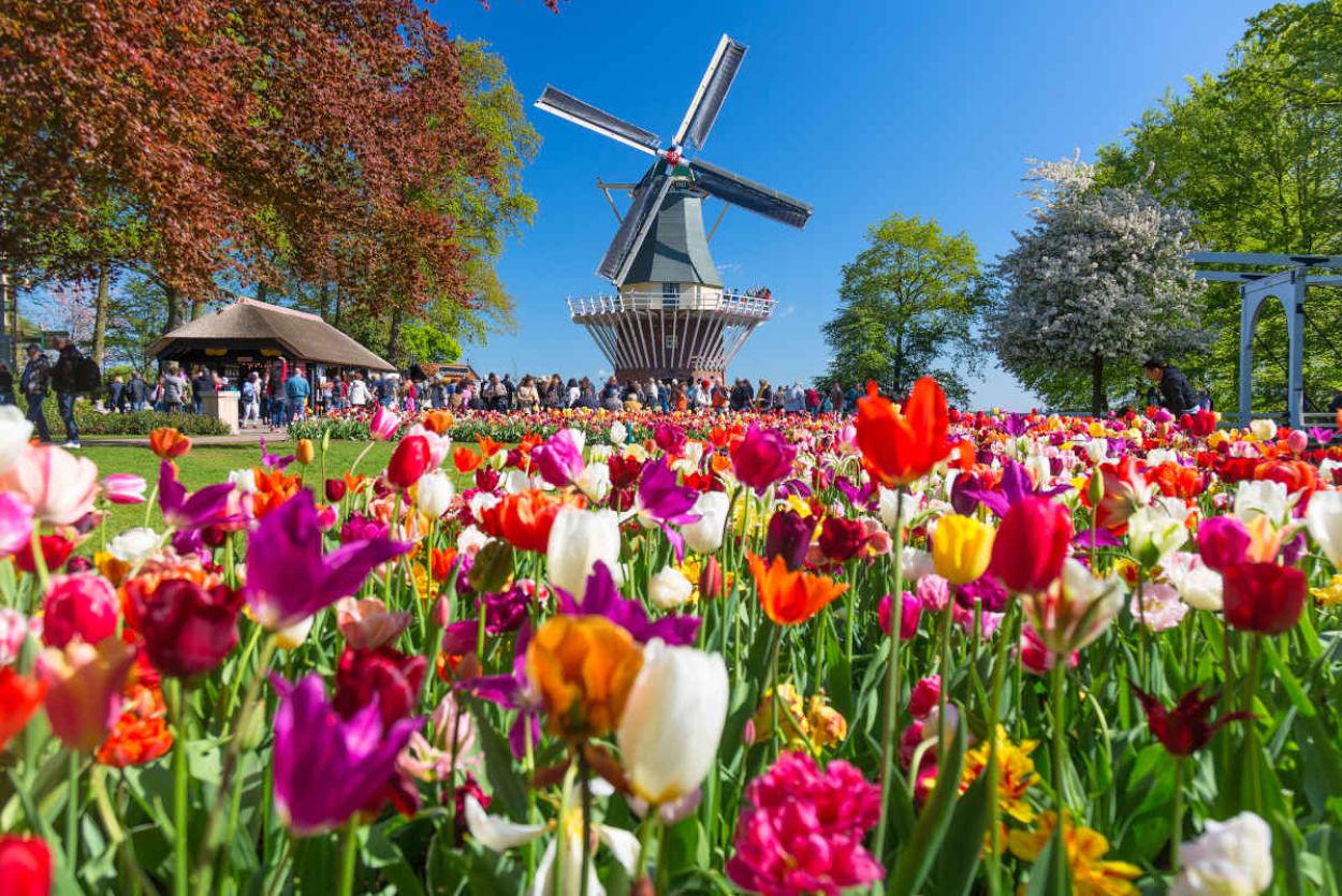 Molino viento keukenhof