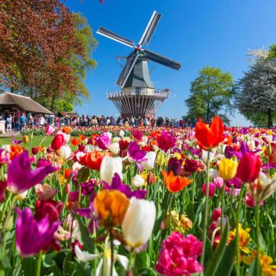 Molino viento keukenhof